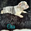 Elsa