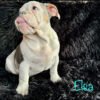Elsa