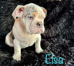 Elsa