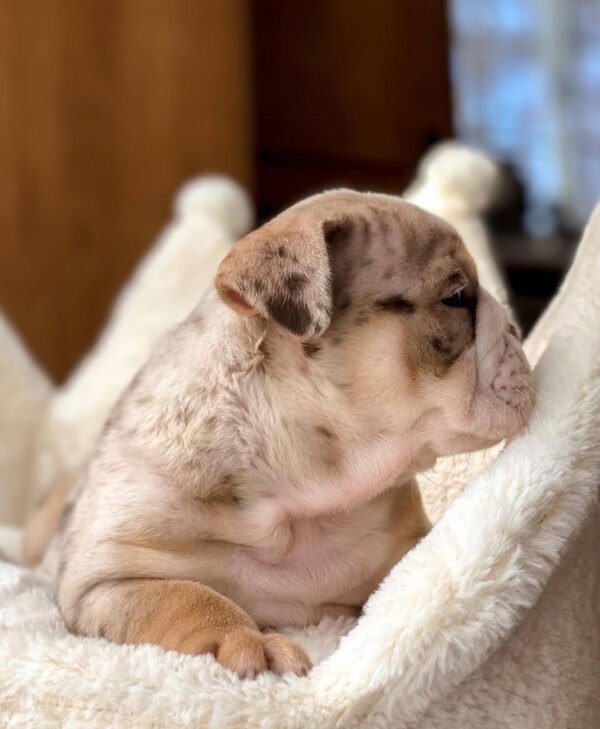 Luna, the Sweet Dreamer