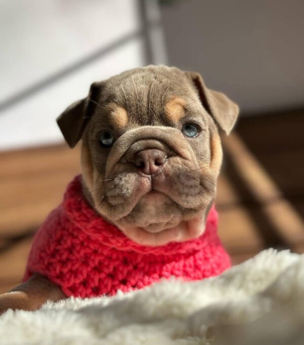Duke, the Loyal Gentleman