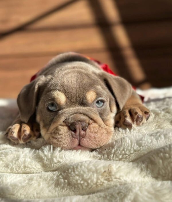 Duke, the Loyal Gentleman