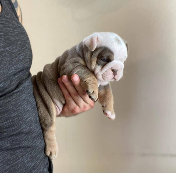 Rosie, the Gentle Gem