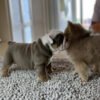 Winston