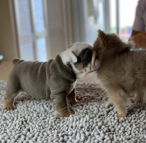 Winston