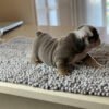 Winston