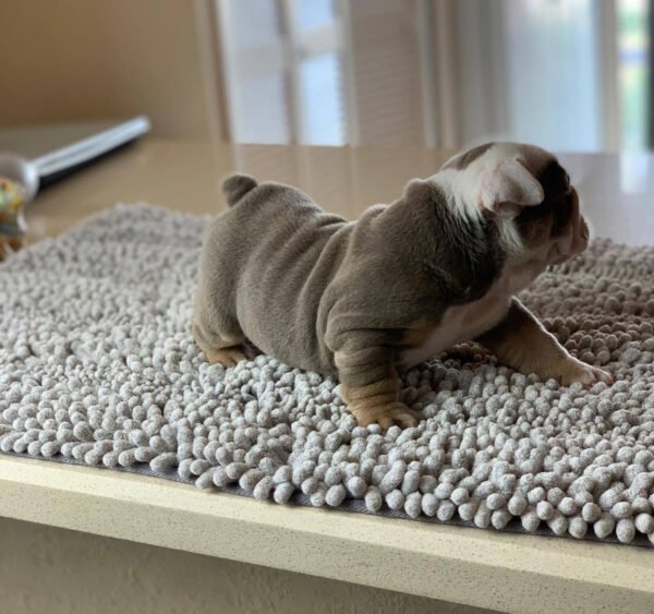 Winston