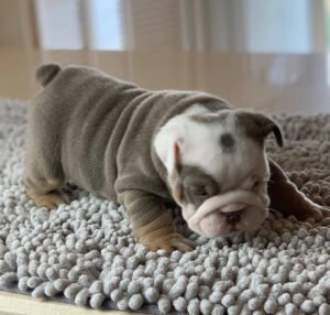 Winston