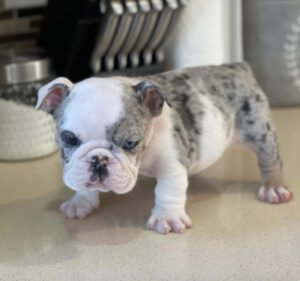 Bella