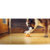 West Paw Zogoflex Qwizl Treat Toy